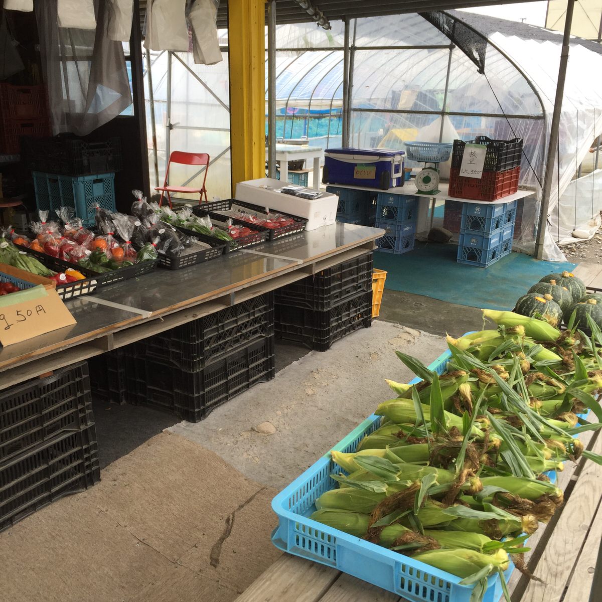 【札幌市東区の野菜直売所】 「河合農園」札幌近郊の ドライブで行ける新鮮野菜が買える場所。厚田で、じっくり育てた味の濃い野菜に大満足!